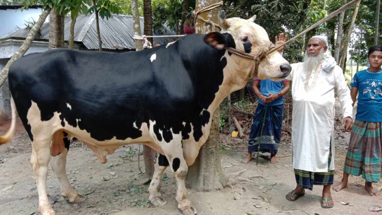 মান্দায় ১৫০০ কেজি ওজনের ‘নবাব’