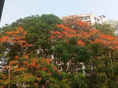 কৃষ্ণচূড়ার রঙে রঙিন জগন্নাথ বিশ্ববিদ্যালয় ক্যাম্পাস