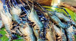খুলনা তেরখাদার চাষিরা হারাচ্ছে আগ্রহ, বড় ধরনের হুমকিতে চিংড়ি খাত