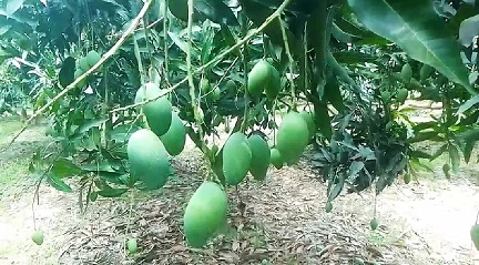 নওগাঁয় ত্রিশ হাজার হেক্টর জমিতে আম চাষ তাপদাহে ফলন বিপর্যয়ের আশঙ্কা