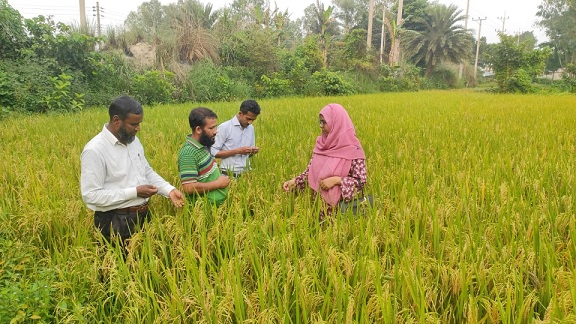 শ্রীবরদীতে কৃষি প্রণোদনা বীজে বাম্পার ফলন