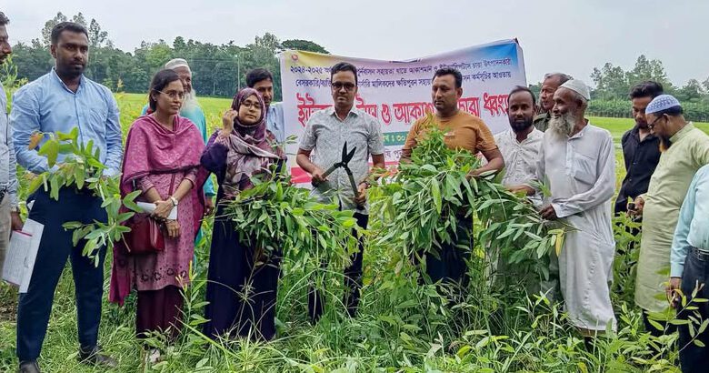 মান্দায় নার্সারি পল্লীতে ইউএও’র অভিযান; সাড়ে ১৩ হাজার ইউক্যালিপটাসের চারা নিধন!