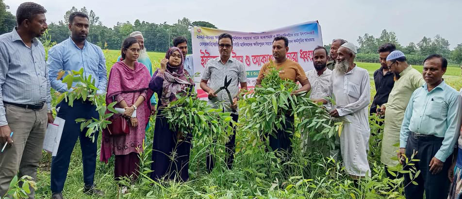 ইউক্যালিপটাসের চারা নিধন!