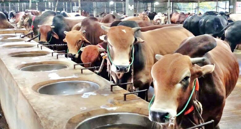 কোরবানির পশুর হাট ১০টির মধ্যে ৮টি বিএনপির: ঢাকা উত্তর