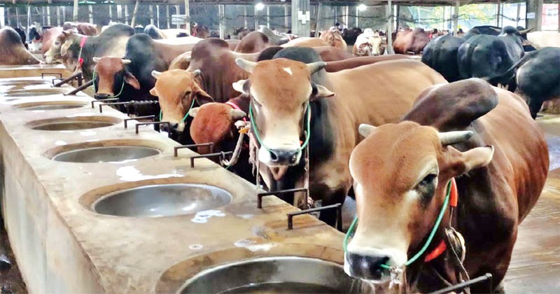 কোরবানির পশুর হাট