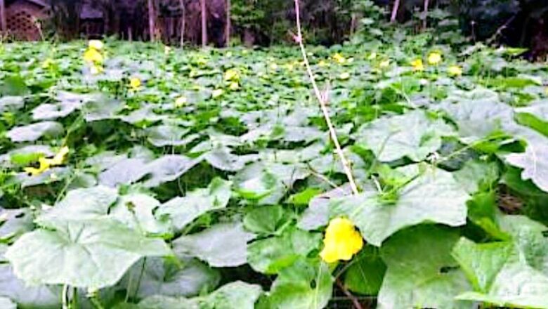 পাইকগাছায় জনপ্রিয় হচ্ছে মাচায় সবজি চাষ