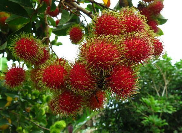 বিদেশি ফল রাম্বুটানের বাম্পার ফলন, ৫০ লাখ টাকা বিক্রির আশা উদ্যোক্তার
