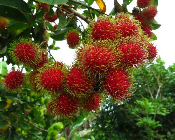 রাম্বুটান