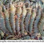 মৎস্য উৎপাদনে গুরুত্বপূর্ণ অবদান রাখছেন পাইকগাছার চাষিরা 