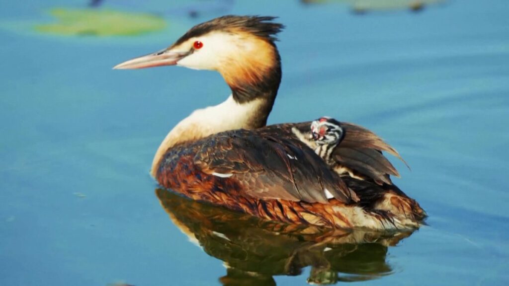 great crested grebes