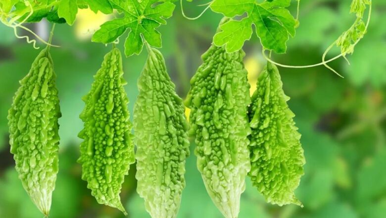 আধুনিক উপায়ে করলা চাষ পদ্ধতি