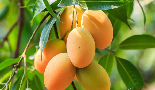 আম