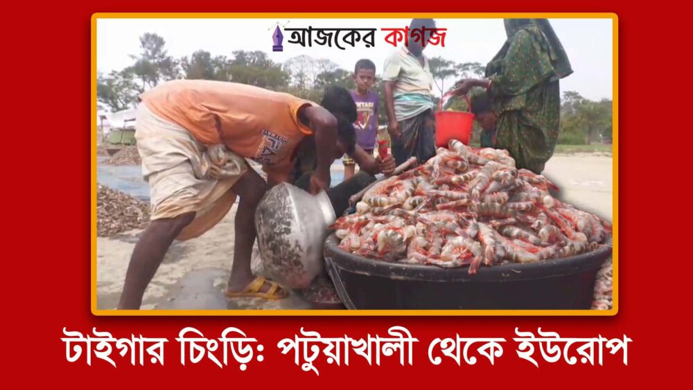 টাইগার চিংড়ি: পটুয়াখালী থেকে ইউরোপ : উপকূলের লক্ষ মানুষের জীবিকা (ভিডিও)