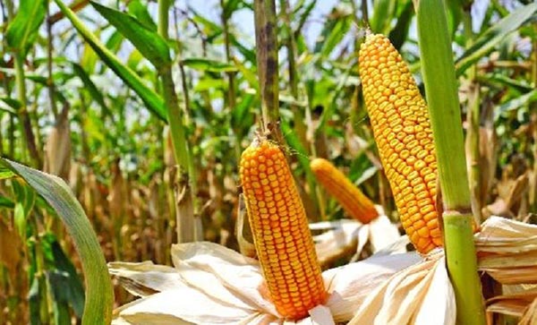 ভুট্টার শিষে সোনালি স্বপ্ন