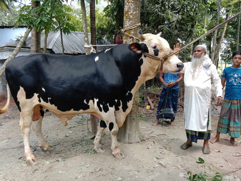 মান্দায় ১৫০০ কেজি ওজনের ‘নবাব’ 