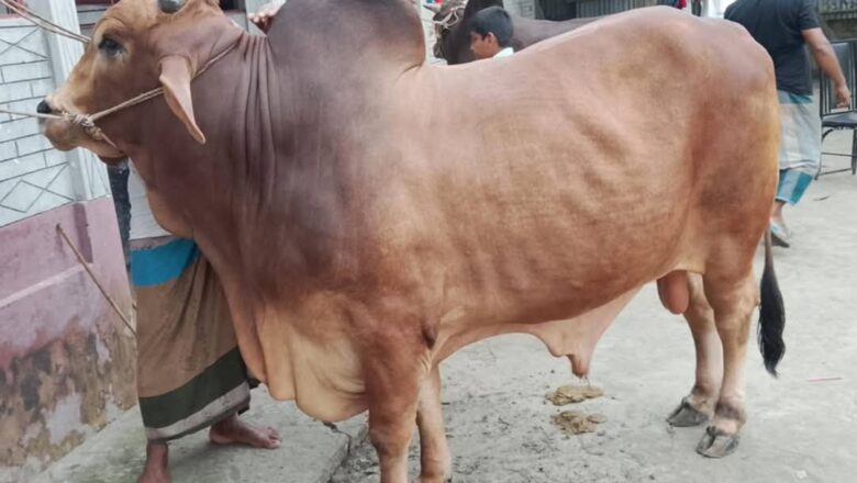 কেন্দুয়ায় কোরবানীর জন্য প্রস্তুত ১১৮০০ পশু