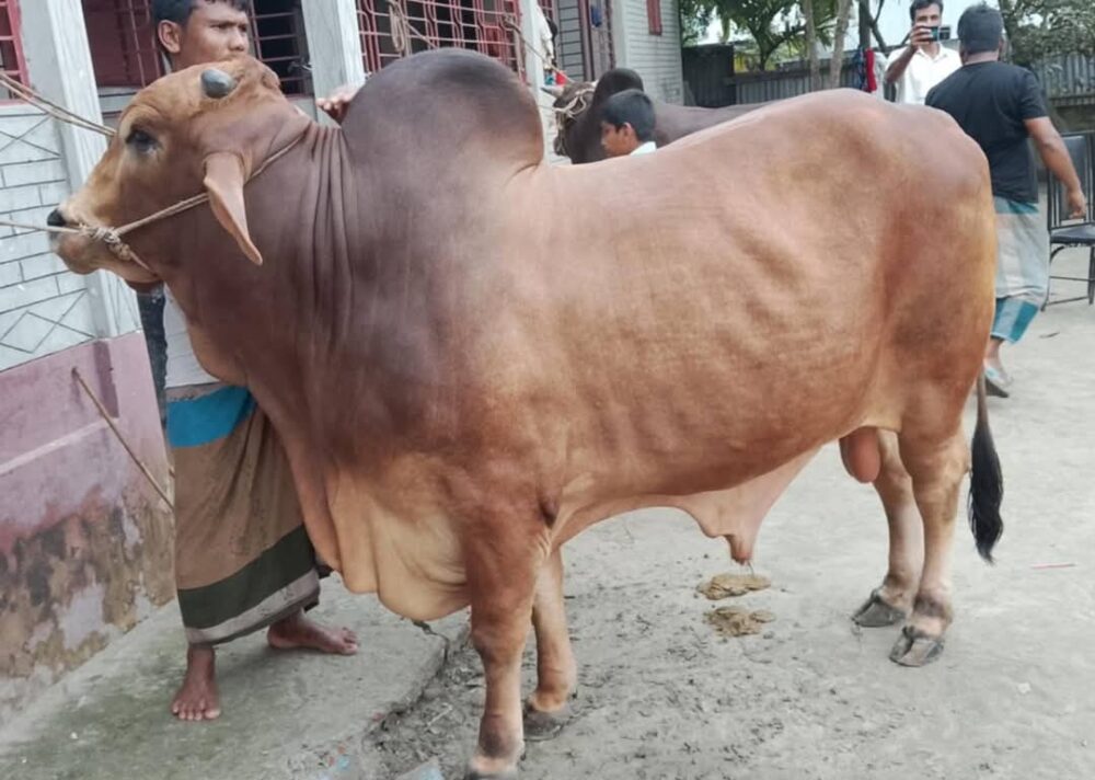 কেন্দুয়ায় কোরবানীর জন্য প্রস্তুত ১১৮০০ পশু 