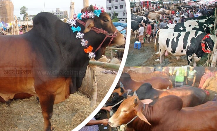 কোরবানির পশুর হাট
