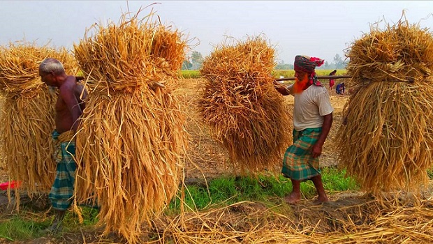 বোরোর নবান্ন উৎসব
