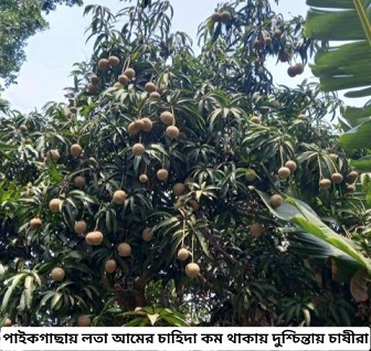 লতা আমের চাহিদা কমায় দুশ্চিন্তায় চাষীরা