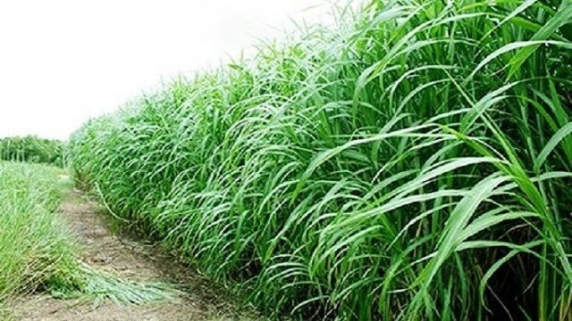 লালমনিরহাটে ঘাস বিক্রি
