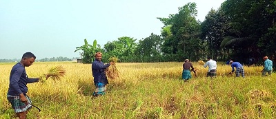 স্বপ্নে বিভোর কৃষকরা পুরোদমে চলছে ইরি ধান কাটা মাড়াই কাজ