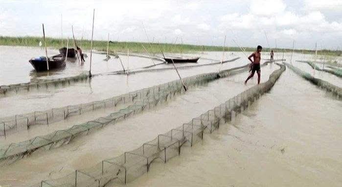 মাছ নিধন