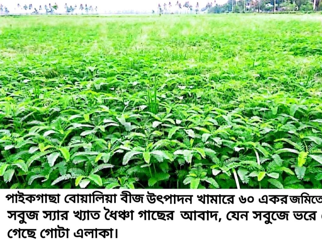 ধৈঞ্চা গাছ