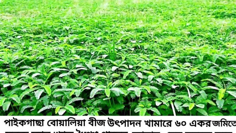 ৬০ একর জমিতে ধৈঞ্চার আবাদ, সবুজ সার খ্যাত ধৈঞ্চা গাছে ভরে গেছে বোয়ালিয়া বিএডিসি খামার 