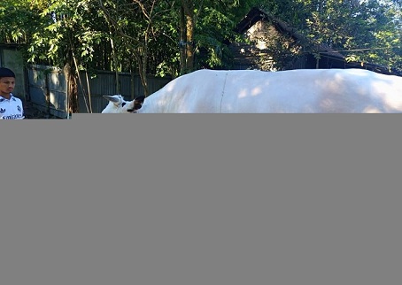 কেন্দুয়ায় কোরবানীর হাট কাঁপাচ্ছে ৪০ মণ ওজনের 'সাদা পাহাড়'