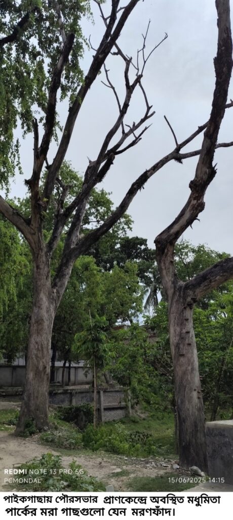 পাইকগাছায় মধুমিতা পার্কের মরা গাছগুলো যেন মরণফাঁদ