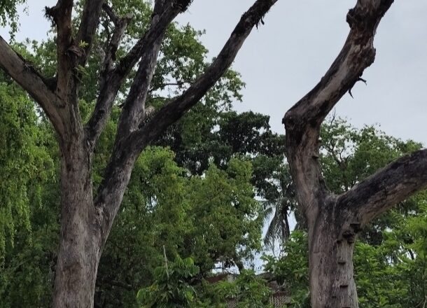 পাইকগাছায় মধুমিতা পার্কের মরা গাছগুলো যেন মরণফাঁদ