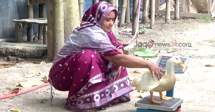 হাঁস পালন