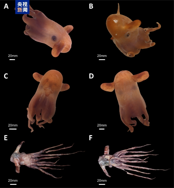 ডাম্বো অক্টোপাস