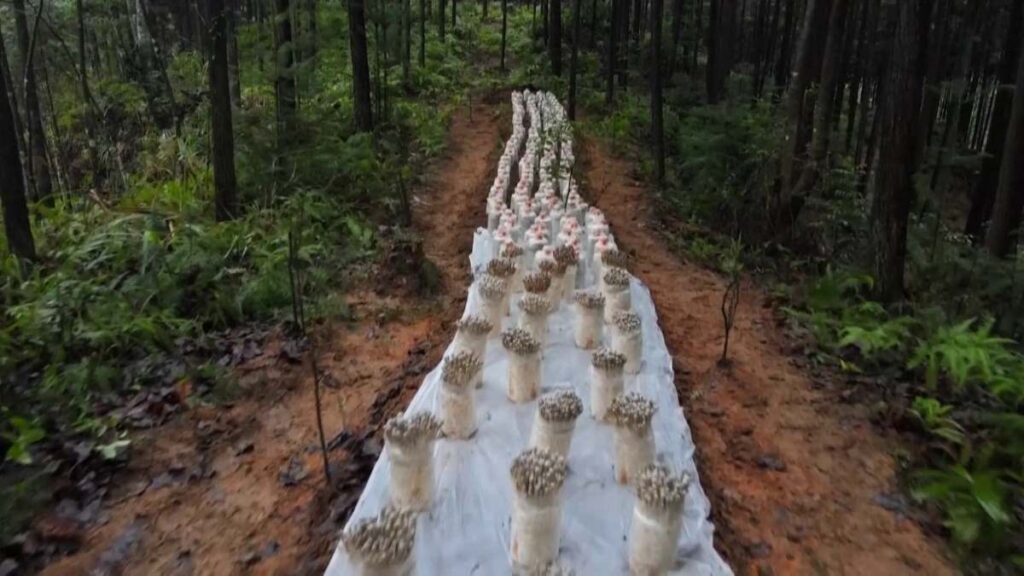 china underforest agriculture