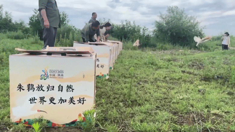 চীনের আকাশেমুক্ত১২টি ক্রেস্টেড আইবিস