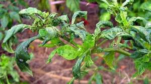 টমেটো গাছ