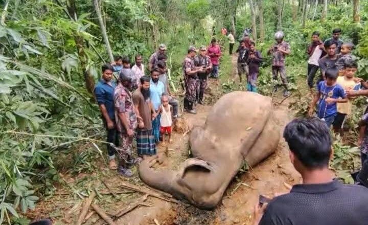 নালিতাবাড়ীতে ২৫ দিনের ব্যবধানে আরেকটি হাতির মৃত্যু