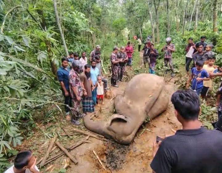হাতির মৃত্যু