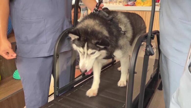 চীনের প্রথম পোষা প্রাণীর ব্যায়ামাগার শাংহাইতে