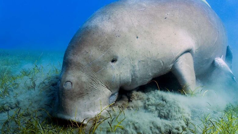 নানশা দ্বীপপুঞ্জে তিন দশক পর বিলুপ্তপ্রায় জলধেনু