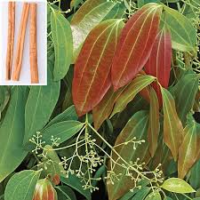 তেজপাতার গোপন শক্তি—রোগপ্রতিরোধে প্রাকৃতিক সঙ্গী