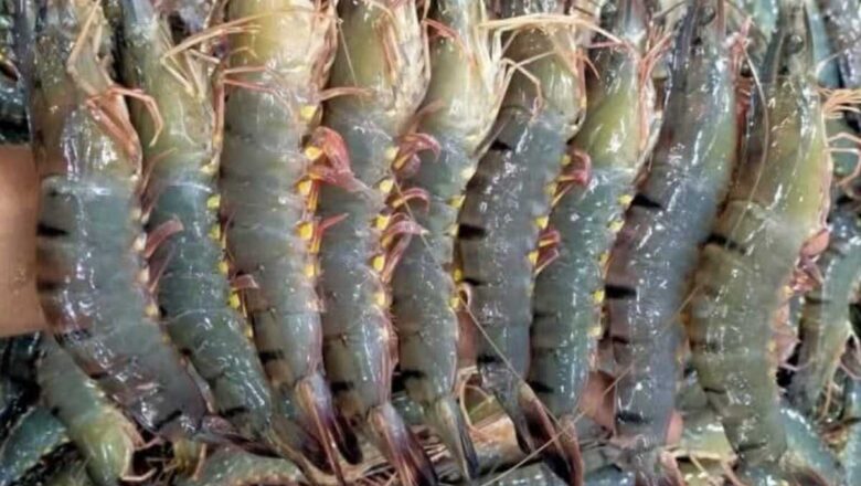 মৎস্য উৎপাদনে গুরুত্বপূর্ণ অবদান রাখছেন পাইকগাছার চাষিরা 