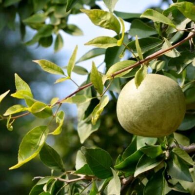 বেল গাছের অজানা রূপ