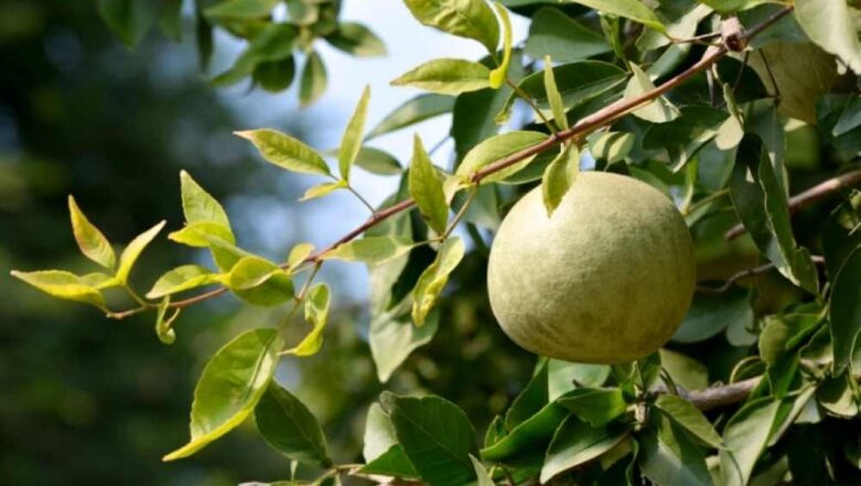 বেল গাছের অজানা রূপ