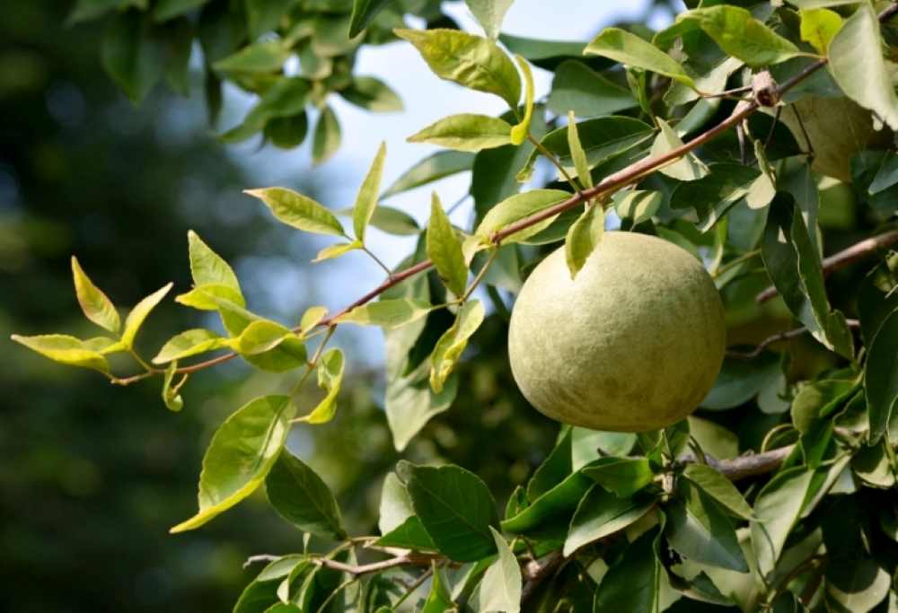 বেলা গাছ