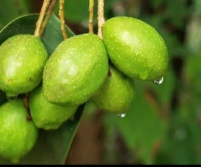 হজম শক্তি থেকে ক্যান্সার প্রতিরোধ—এক গাছে শত রোগের সমাধান”