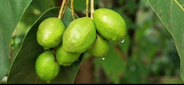 হজম শক্তি থেকে ক্যান্সার প্রতিরোধ—এক গাছে শত রোগের সমাধান”