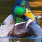 নতুন পুকুরে ‘বিনা কারণে’ মাছ আসার রহস্য