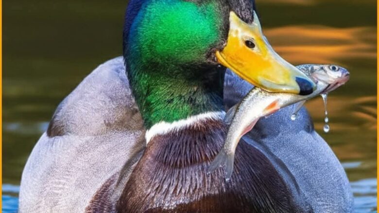 নতুন পুকুরে ‘বিনা কারণে’ মাছ আসার রহস্য